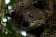 Der Palawan-Binturong lebt nur auf dieser Insel.