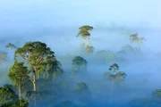 Am frühen Morgen liegt Nebel über dem Regenwald, Borneo