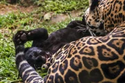 Mom Jaguar (Panthera onca) and her melanic (panther) cub, in captivity, at a wild cats rehab center, photographed in Goiais, Brazil. Cerrado Biome.