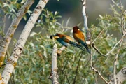Rendez-vous im Park Staffel 2 Folge 3 Naturpark Pfyn-Finges Eine besondere Attraktion im Naturpark Pfyn-Finges sind die Bienenfresser.  2023  Copyright: SRF