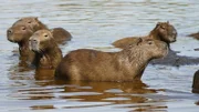 ARD/BR ANNA UND DIE WILDEN TIERE, "Warum bellt das Wasserschwein?", am Samstag um 07:10 Uhr im ERSTEN. Das halbe Leben verbringen die Nager im Wasser. Sie können sehr gut schwimmen und bis zu fünf Minuten die Luft anhalten und untertauchen. Weiteres Bildmaterial finden Sie unter www.br-foto.de.