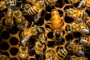 The queen bee swarm