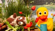 Pitti landet auf dem Blumenbeet.
