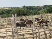 Ginevra lernt von ihrem Vater, mit Stock, Stimme, Körperhaltung und geschickter Technik einen Stier zu lenken.