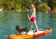 Mit Cavalier King Charles Spaniels kann man prima SUP Board fahren.