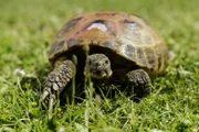 Bertha, die Schildkröte, ist unterwegs im Garten von Nachbar Paschulke
