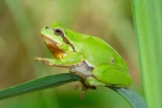Der Laubfrosch lebt im und am Chiemsee.