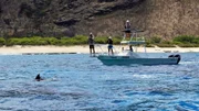 Beobachten vom Boot aus einen Delfin.