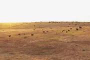 Fremder Stern Texas – Mehr als Cowboys, Öl und Wilder Westen Cowboys und Delfine Texas ist mehr als nur Wilder Westen.