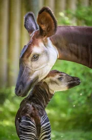 Okapi.