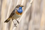 Blaukehlchen.