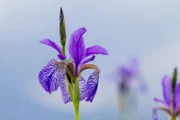 Sibirische Schwertlilie (Iris sibirica).