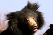 hr-fernsehen HELD AUS DEM DSCHUNGELBUCH, Der Lippenbär, Ein Film von Oliver Goetzl und Ivo Nörenberg, am Samstag (02.08.14) um 21:00 Uhr. Der Hauptdarsteller des Films: Balu der Lippenbär.