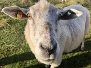 Mutterschaf Meggie ist von einem Sportwagen auf Sylt angefahren worden. Tierärztin Stephanie Petersen startet einen Rettungsversuch nach Feierabend.