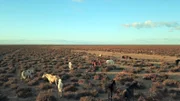 Im Donana-Nationalpark in Andalusien leben wilde Pferde, die Vorfahren der amerikanischen Mustangs.