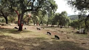 Die schwarzen iberischen Schweine in den Korkeichenwäldern Andalusiens fressen ausschließlich Eicheln. Sie liefern den berühmten Pata-Negra-Schinken, eine sündhaft teure Delikatesse.