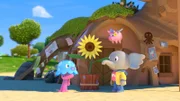 Die Sonnenblume ist Takolos ganzer Stolz!