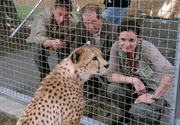 Vergeblich versucht Cheftierpfleger Conny (Thorsten Wolf, links) die kranke Gepardin mit einem besonders schönen Stück Fleisch zum Fressen zu bewegen. Zootierärztin Dr. Susanne Mertens (Elisabeth Lanz) wird den Zahn wohl ziehen müssen, um Dr. Fährmanns (Michael Lesch) Zuchtprogramm nicht zu gefährden.