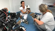 Sechs Sheltie-Welpen sorgen beim Gesundheitscheck in der Praxis an der Mosel für höher schlagende Herzen. Sogar das Kamerateam muss kurz die Arbeit ruhen lassen und die Kleinen herzen.