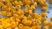 Tortellini aus Bologna. Tortellini aus Bologna.
