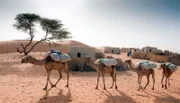 PHOENIX EXTREM!, TEIL 1, "Zwischen Dürre und Sintflut". Eine Dromedar Karawane verlässt das kleine Kanuridorf Indil mit Salz für eine einwöchige Reise nach Nigeria.