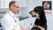Charly hat eine dicke Backe aus dem Urlaub mitgebracht. Tobias Neuberger ist besorgt um den eigenen Hund.