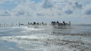 Einmal im Jahr werden Rennpferde vor Cuxhaven zu „Seepferden“ – das „Duhner Wattrennen“ ist Deutschlands einziges Pferdesportereignis auf Meeresgrund.