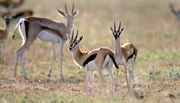 Thomson-Gazellen spielen eine wichtige Rolle im &Ouml;kosystem der Savanne.