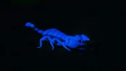 Bei UV-Licht leuchten die Skorpione im Dunkeln.
