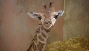 ARD/NDR LEOPARD, SEEBÄR & CO., FOLGE 121, am Donnerstag (04.04.13) um 16:10 Uhr im ERSTEN. Giraffenbaby Mugambi.