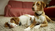 Eine französische Bulldogge bei einem Experiment mit einem Roboterhund.; Alonso und Jack, zwei von der Straße gerettete spanische Streuner.