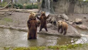 ARD/NDR LEOPARD, SEEBÄR & CO., FOLGE 121, am Donnerstag um 16:10 Uhr im ERSTEN. Kamtchatkabären.