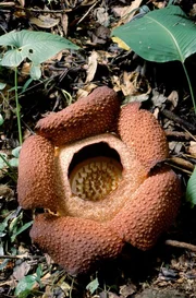 Die bizarre Riesenrafflesie bildet die größten Blüten im Pflanzenreich.