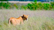 ein Löwe in freier Wildbahn