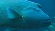 ARD/NDR LEOPARD, SEEBÄR UND CO., Folge 120, "Futterrunde mit Volker Friedrich", am Mittwoch (02.05.12) um 16:10 Uhr im ERSTEN. Der Napoleon-Fisch aus dem Tropen-Aquarium riskiert gerne mal eine dicke Lippe.