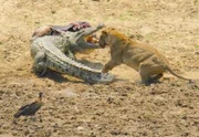 Während der Trockenzeit kommt es zu dramatischen Kämpfen am Luangawa: Löwe gegen Krokodil.