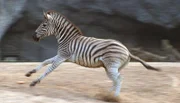 Das Zebra rennt davon.