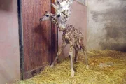 ARD/NDR LEOPARD, SEEBÄR & CO., FOLGE 121, am Donnerstag (04.04.13) um 16:10 Uhr im ERSTEN. Giraffenbaby Mugambi mit Mama Etoscha.