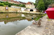 Ententrio im Hafen von Clamecy