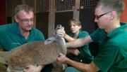 Känguru Alice in medizinischer Behandlung bei Thomas Fierabend, Dr. Adriane Prahl und Tobias Taraba.