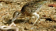 Der Wegekuckuck, auch in Deutschland eher unter seinem amerikanischen Namen Roadrunner bekannt, jagt und erlegt sogar Giftschlangen.