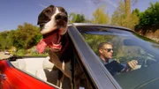 Deutsche Dogge in einem Auto