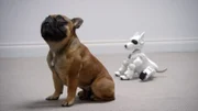 Eine französische Bulldogge bei einem Experiment mit einem Roboterhund.