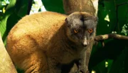 Lemur im Regenwald.