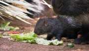 ARD/NDR LEOPARD, SEEBÄR UND CO., Folge 117, "Weight Watchers" in Kattahausen, am Donnerstag um 16:10 Uhr im ERSTEN. Das kleine Stechelschweinjunge ist zum ersten Mal draußen.