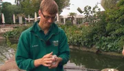ARD/NDR LEOPARD, SEEBÄR UND CO., Folge 119, "Honigtag im Tierpark Hagenbeck", Sebstian Behrens streichelt das kleine Flamingoküken.