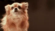 Capers the Chihuahua.