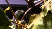 ARD/NDR LEOPARD, SEEBÄR UND CO., Folge 118, "Spielzeug für die Nilkrokodile", am Freitag um 16:10 Uhr im ERSTEN. Der Nachwuchs von den Basilisken ist wachsam.