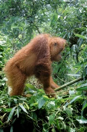 Nur auf Borneo und Sumatra leben Orang-Utans.