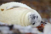 Ein Kegelrobbenwelpe am Sandstrand einer Brutkolonie auf den Monach Islands, Schottland